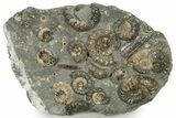 Plate Of Ammonite (Xipheroceras) Fossils - Dorset, England #242421-1